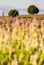 Sunset Over Violet Lavender Field in Turkey Royalty Free Stock Photo