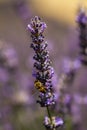 Sunset Over Violet Lavender Field in Turkey Royalty Free Stock Photo