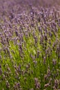 Sunset Over Violet Lavender Field in Turkey Royalty Free Stock Photo