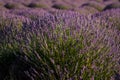 Sunset Over Violet Lavender Field in Turkey Royalty Free Stock Photo