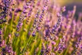 Sunset Over Violet Lavender Field in Turkey Royalty Free Stock Photo