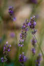 Sunset Over Violet Lavender Field in Turkey Royalty Free Stock Photo