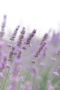 Sunset over a violet lavender field .Valensole lavender fields, Provence Royalty Free Stock Photo
