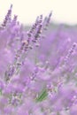 Sunset over a violet lavender field .Valensole lavender fields, Provence Royalty Free Stock Photo