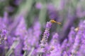 Sunset over a violet lavender field .Valensole lavender fields, Provence Royalty Free Stock Photo