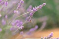 Sunset over a violet lavender field .Valensole lavender fields, Provence Royalty Free Stock Photo