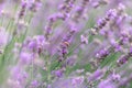 Sunset over a violet lavender field .Valensole lavender fields, Provence Royalty Free Stock Photo