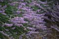 Sunset over a violet lavender field .Valensole lavender fields, Provence Royalty Free Stock Photo