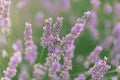 Sunset over a violet lavender field .Valensole lavender fields, Provence Royalty Free Stock Photo