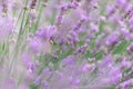 Sunset over a violet lavender field .Valensole lavender fields, Provence Royalty Free Stock Photo