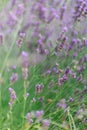 Sunset over a violet lavender field .Valensole lavender fields, Provence Royalty Free Stock Photo