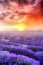 Sunset over a violet lavender field watercolor painting wallpaper background Royalty Free Stock Photo