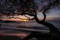 Sunset over Waialea bayviewed from Beach 69, Big Island, Hawaii. Scenic view of a beach with back silhouettes of trees Royalty Free Stock Photo
