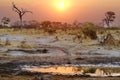 Sunset over a watering hole Royalty Free Stock Photo