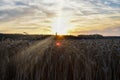 The sunset over the wheat field. Backlight sunlight. Royalty Free Stock Photo