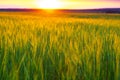 Sunset over wheat field.