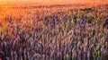 Sunset over wheat field Royalty Free Stock Photo