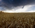 Sunset over wheat field. Royalty Free Stock Photo