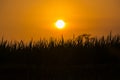 Sunset over a wheat field creating a silhouette of the grass Royalty Free Stock Photo