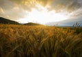 Sunset over a wheat field Royalty Free Stock Photo