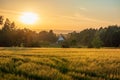 The sunset over wheat field in Germany Royalty Free Stock Photo
