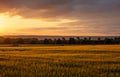 The sunset over wheat field in Germany Royalty Free Stock Photo
