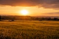 The sunset over wheat field in Germany Royalty Free Stock Photo