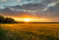 The sunset over wheat field in Germany Royalty Free Stock Photo