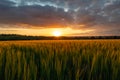The sunset over wheat field in Germany Royalty Free Stock Photo
