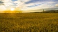 Sunset over wheat field Royalty Free Stock Photo