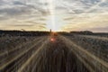 The sunset over the wheat field, long backlight sunlight. Royalty Free Stock Photo