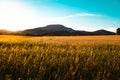 Sunset over wheat field and mountain in the background Royalty Free Stock Photo