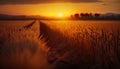 a sunset over a wheat field with a path in the middle of the field leading to the sun in the distanc