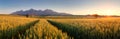 Západ slnka nad pšeničným poľom s cestou na Slovensku Tatry