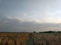 Sunset over wheat field