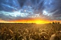 Sunset over the wheat field Royalty Free Stock Photo