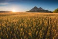 Sunset over the wheat field with slagheap on a horizon Royalty Free Stock Photo