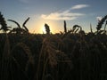 Sunset over wheat fields 2 Royalty Free Stock Photo