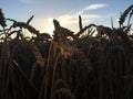 Sunset over wheat fields Royalty Free Stock Photo