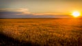 Sunset over wheat fields Royalty Free Stock Photo