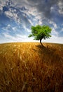 Sunset over wheat fields Royalty Free Stock Photo