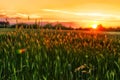 Sunset over the wheat fields