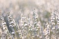 Sunset over a white lavender field in Provence, France. Royalty Free Stock Photo