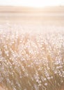 Sunset over a white lavender field in Provence, France. Royalty Free Stock Photo