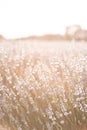 Sunset over a white lavender field in Provence, France. Royalty Free Stock Photo