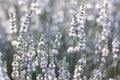 Sunset over a white lavender field in Provence, France. Royalty Free Stock Photo