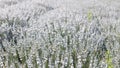 Sunset over a white lavender field in Provence, France. Royalty Free Stock Photo