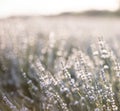 Sunset over a white lavender field in Provence, France. Royalty Free Stock Photo