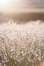 Sunset over a white lavender field in Provence, France. Royalty Free Stock Photo