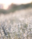 Sunset over a white lavender field in Provence, France. Royalty Free Stock Photo